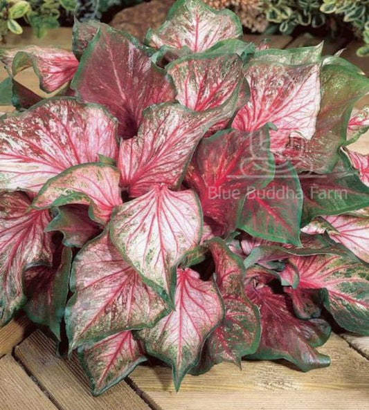 Caladium Bulbs (2 Pack) - Pink Gem Variety - Bright Salmon Leaves with Dark Edges - Easy to Grow Indoor/Outdoor Plant