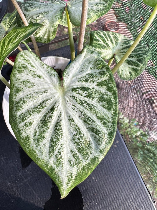 Caladium Bulbs Set of 2 | White Diamond | Easy Grow Perennial Plant | Caladium Bicolor