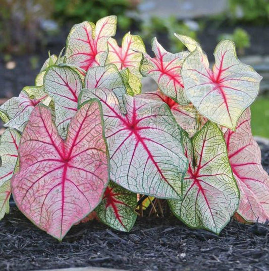 White Queen Caladium Bulbs (2) - Frosty White Leaves with Scarlet Veins - Caladium bicolor - Easy to Grow Indoor/Outdoor Perennial