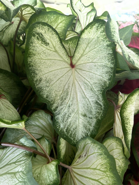 Caladium Bulbs (2 Pack) - White Wing Variety - Heart-Shaped Leaves - Easy to Grow Indoor/Outdoor - Caladium bicolor