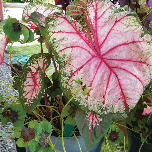 Apple Blossom Caladium Bulbs (2) - Soft Pink Leaves with Green Borders & Red Veins | Caladium bicolor | Blue Buddha Farm