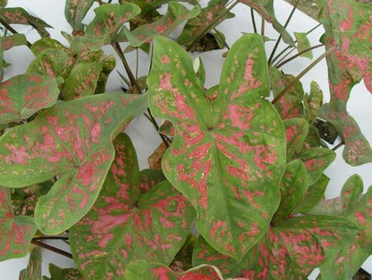 Caladium Bulbs (2 Pack) - Florida Roselight Variety with Pink Splotches - Easy Indoor/Outdoor Perennial Plant - Caladium bicolor