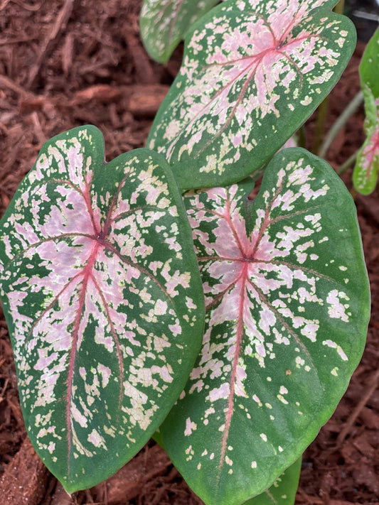 Caladium Bulbs Set of 2 - Pink Beauty Tropical Foliage Plant, Easy Care Indoor/Outdoor, Caladium bicolor