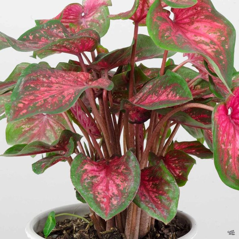 Scarlet Flame Caladium Bulbs (2) - Easy to Grow Perennial Plant - Caladium bicolor - Vibrant Red Leaves with Pink and Green Speckles
