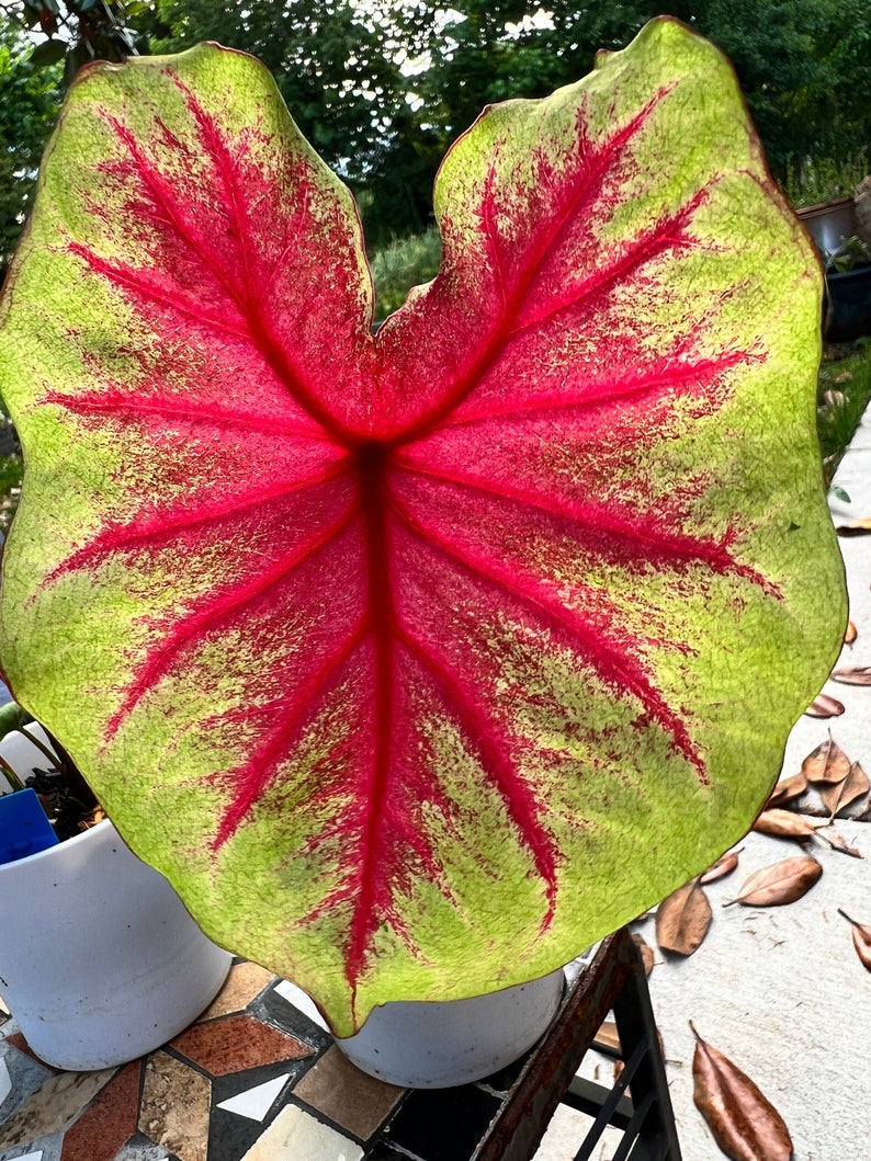 Scarlet Pimpernel Caladium Bulbs (2 Pack) - Easy to Grow Indoor/Outdoor Perennial - Caladium bicolor - Colorful Foliage Plant