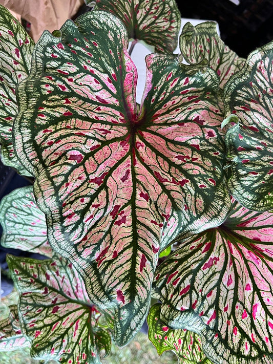 Caladium Bulbs (2 Pack) - Spicy Lizard Variety - Unique White Leaves with Green Veins - Caladium bicolor