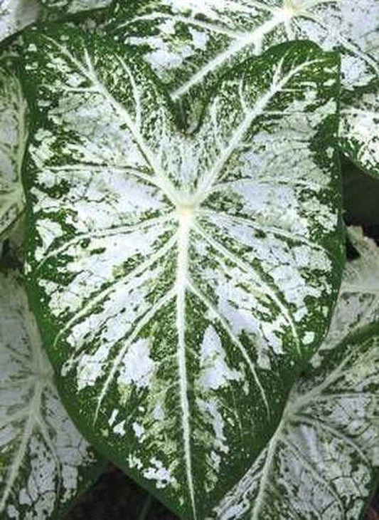 Caladium Bulbs (2 Pack) - White Cap Variety - Shade Loving Perennial - Caladium bicolor - Perfect for Indoor or Outdoor Gardens