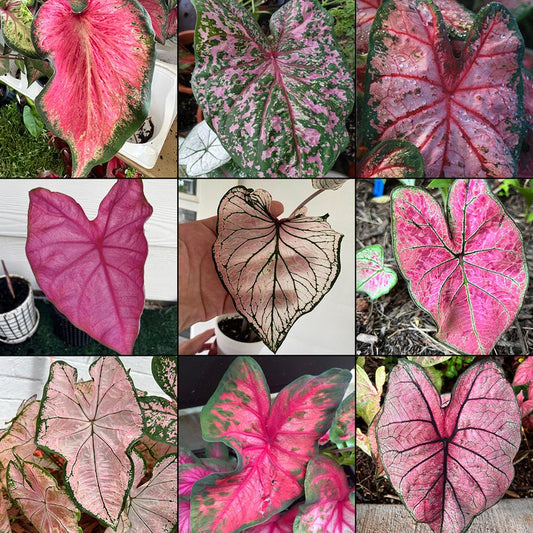 Caladium Bulbs Pink Mix - Easy to Grow Indoor/Outdoor Perennial - Vibrant Heart-Shaped Leaves - Caladium spp.