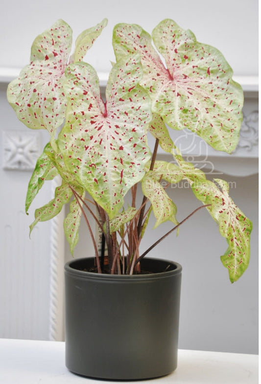 Caladium Bulbs (2 Pack) - Miss Muffet Variety - Heart-Shaped Chartreuse Leaves with Dark Pink Spots - Ideal for Sun or Shade