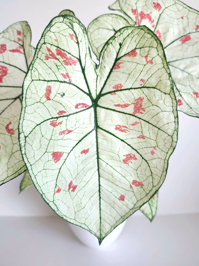 Strawberry Star Caladium Bulbs (2) - Pink & Cream Heart-Shaped Leaves - Perfect for Indoor/Outdoor Gardening - Caladium bicolor