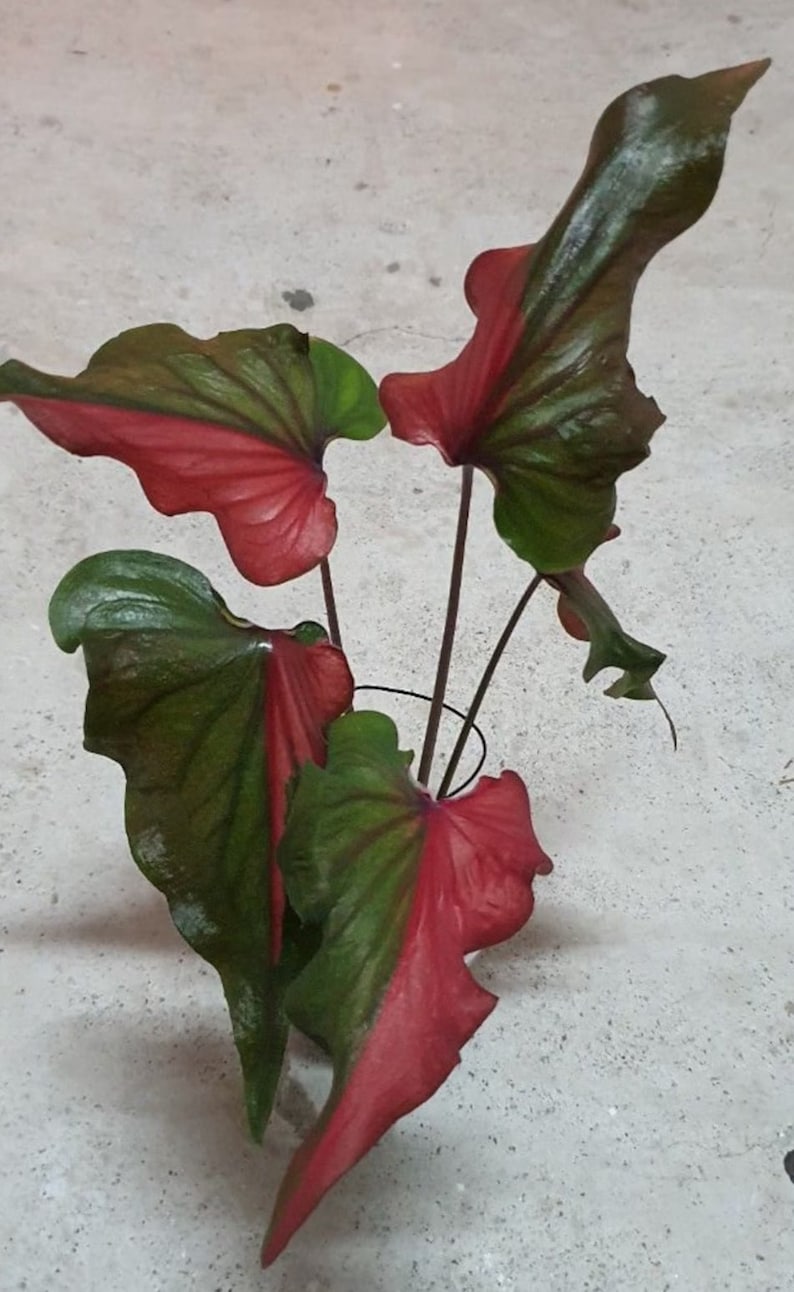 Harrison Strap Caladium Bulbs (2 Pack) - Rare Color-Changing Tropical Plant - Caladium bicolor - Green to Red Foliage