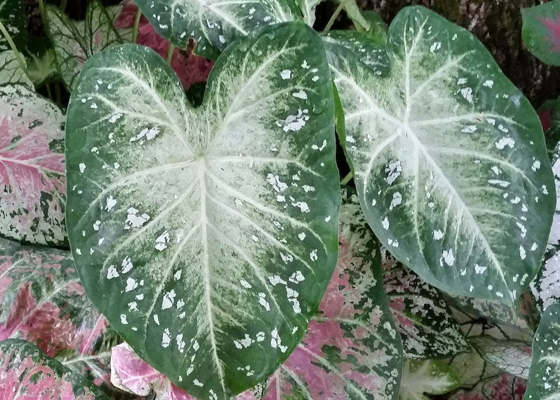Stardust Caladium Bulbs (2) - Easy to Grow Green & White Foliage - Caladium bicolor - Indoor/Outdoor Perennial Plant