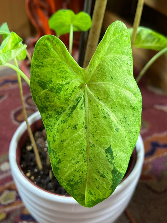 Caladium Bulbs (2 Pack) - Lee Stokes Variety - Variegated Green & Chartreuse - Easy to Grow Indoor/Outdoor Perennial Plant