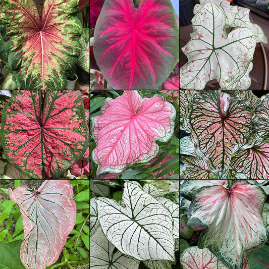 Caladium Bulbs Mix - Vibrant Colorful Foliage for Shade & Indoors - Perfect for Plant Lovers - Tropical Beauties for Gardens