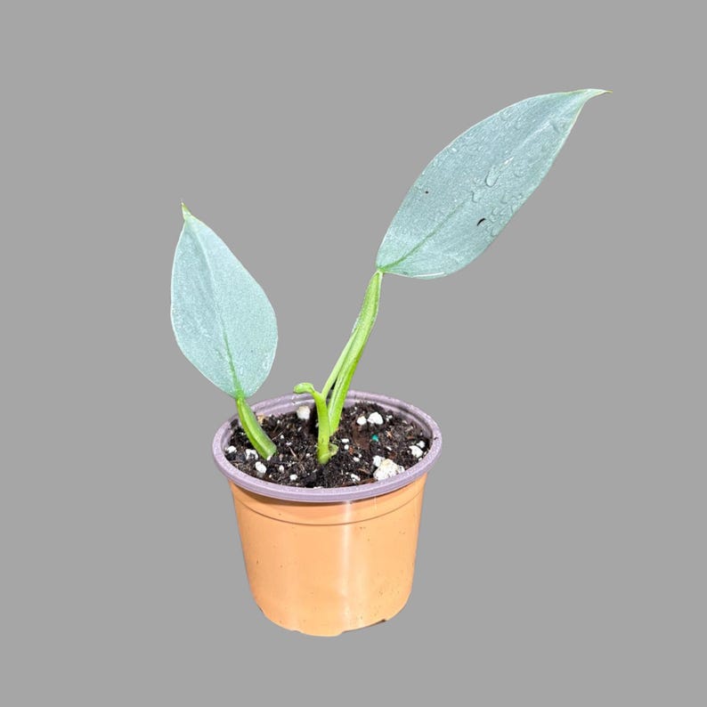 silver sword plant seeds Philodendron Silver Sword Plant 2" Pot | Unique Tropical Houseplant | Indoor & Outdoor Decor
