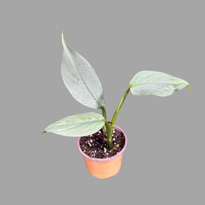 Philodendron Silver Sword Plant | 2" Pot | Unique Tropical Houseplant | Indoor & Outdoor | Philodendron hastatum