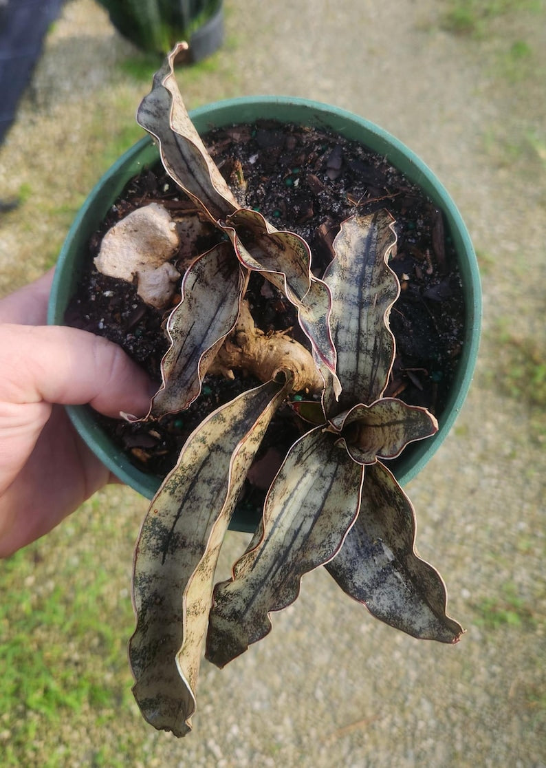 Sansevieria kirkii Coppertone - Live Snake Plant - Mother in Law's Tongue - Bowstring Hemp - Indoor/Outdoor Plant