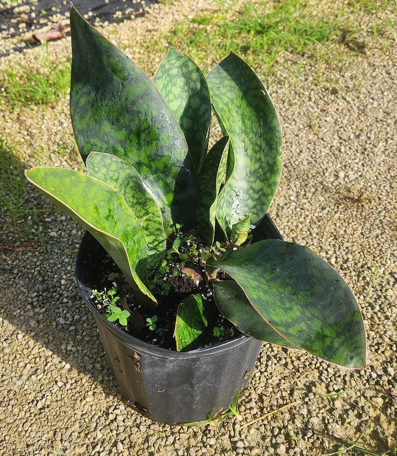 Live Sansevieria masoniana - Whale Fin Snake Plant - Mother in Law's Tongue - Bowstring Hemp - Indoor Outdoor Plant