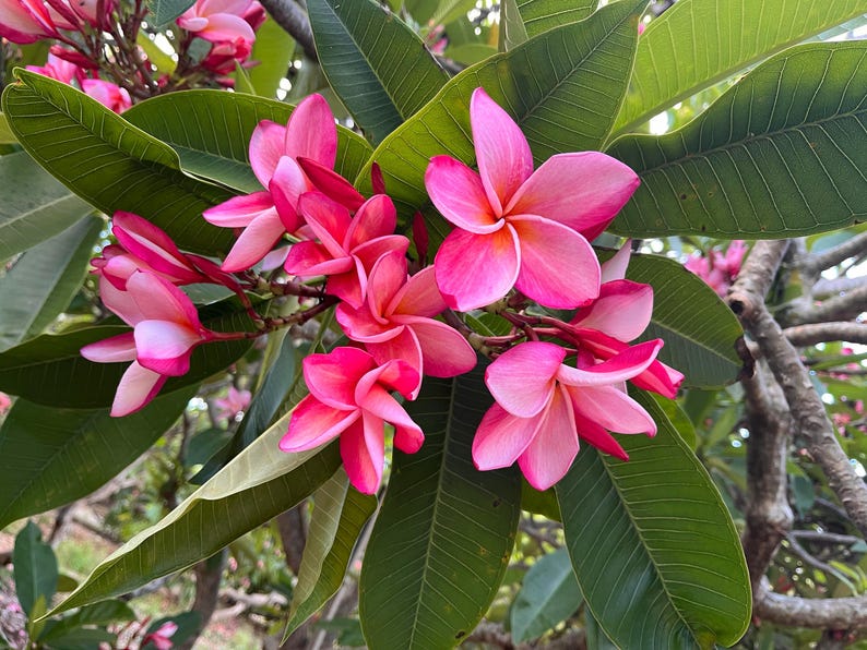 Frangipani Cutting 10-12 in Anita Pink Plumeria Unrooted Hawaiian Tropical Plant Flowers Plumeria rubra