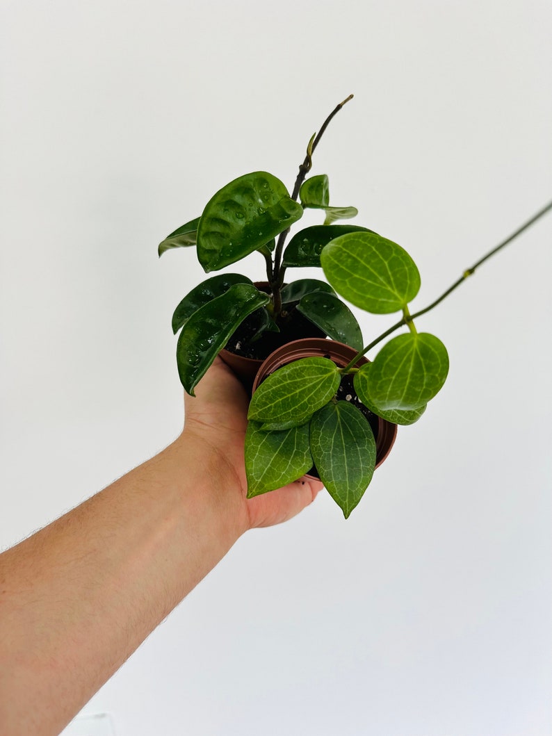 Rare Hoya Assortment 3" Pots - Hoya Krinkle 8 & Hoya Fitchii - Low Maintenance Live Houseplants - Perfect for Collectors