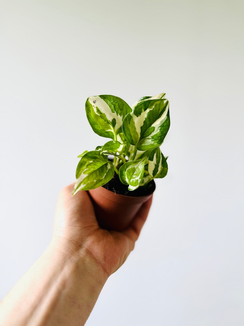 Pothos Glacier Starter Plant in 3” Pot - Epipremnum Aureum ‘Glacier’ - Variegated Green & White Leaves - Live Houseplant
