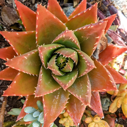 Aloe Nobilis Red Succulent Plant | Noble Aloe | Golden Toothed Aloe | Easy Care Succulent | Perfect for Indoor Outdoor Decor