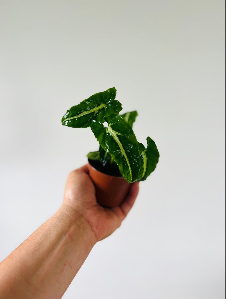 Syngonium Wendlanii - Black Velvet Syngonium - 3” Live Houseplant - Easy Care Trailing Plant - Ideal for Collectors and Beginners