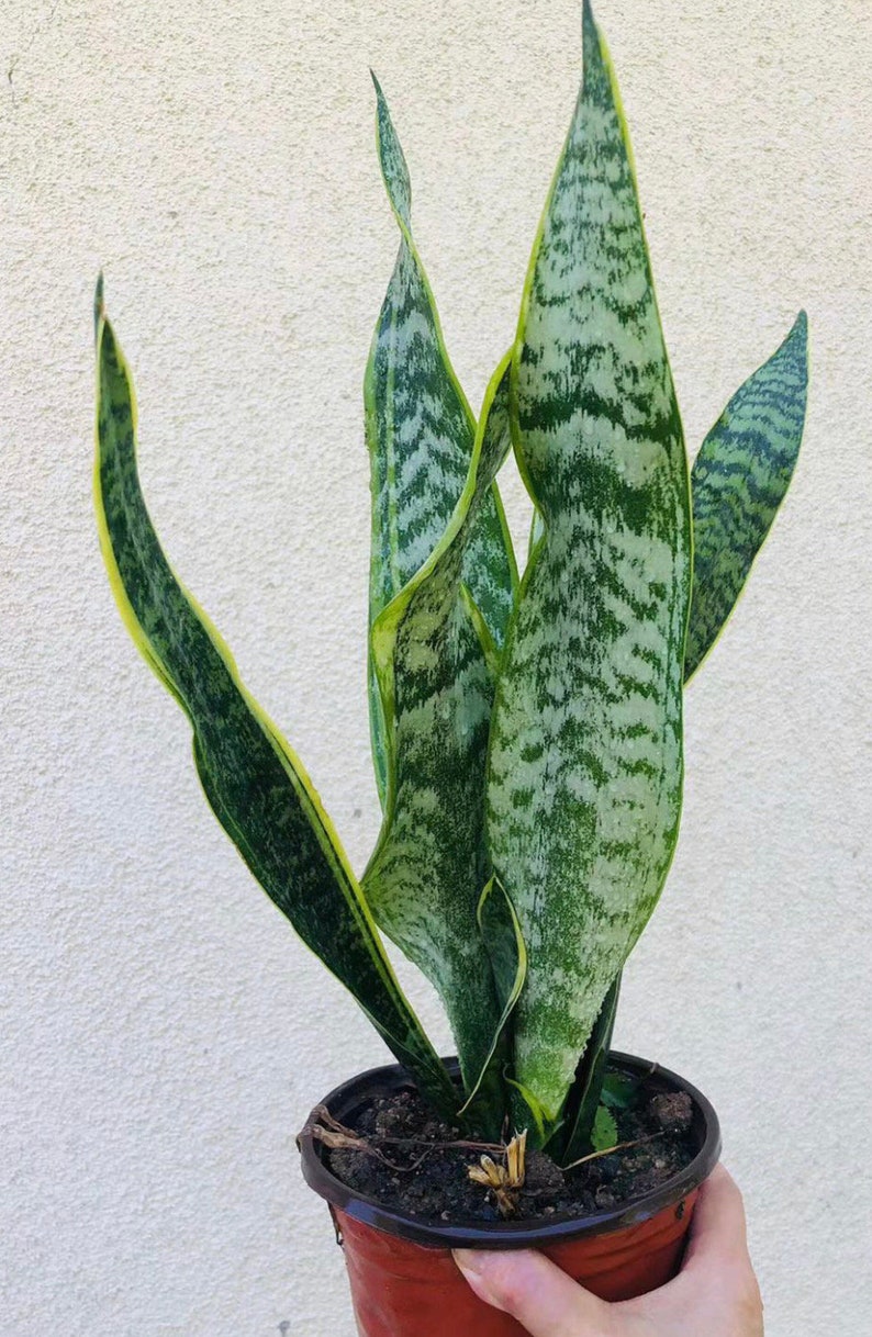 Mother-in-Law's Tongue Plant 6" Pot | Sansevieria trifasciata | Live Indoor Houseplant | 3 Plants or 5 Bare Root Options