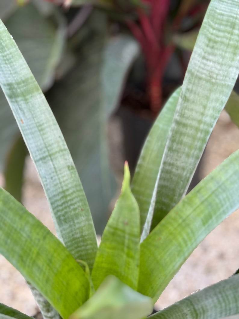 Bromeliad Plant - Alcantarea Odorata - Exotic Low-Maintenance Tropical Bromeliad - Fragrant Garden Addition