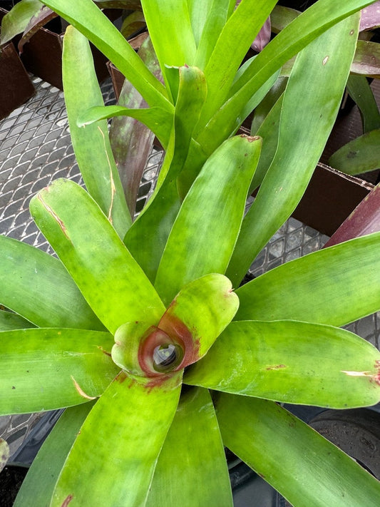 Bromeliad Plant Neoregelia Mcwiliamsii, Colorful Tropical Houseplant, Easy Care, Exotic Foliage, Perfect Indoor Decor