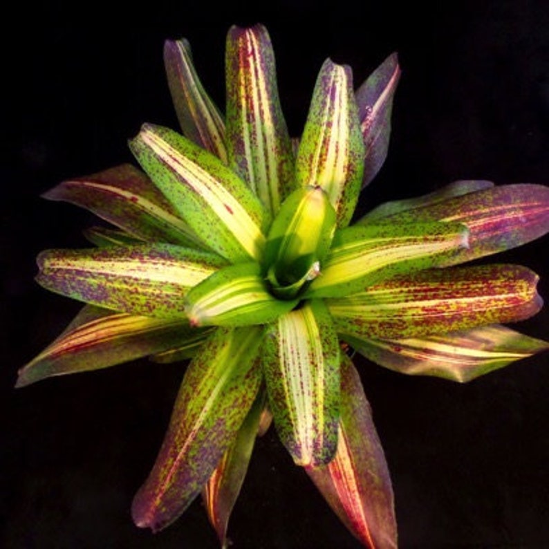 Bromeliad Plant - Neoregelia Picasso - Purple Center in Bloom - Exotic Variegated Foliage - Easy Care Houseplant
