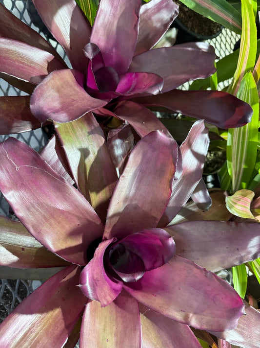 Bromeliad Plant - Neoregelia Puppy Love, Purple with Pink Center, Exotic Indoor Houseplant, Easy Care Bromeliad