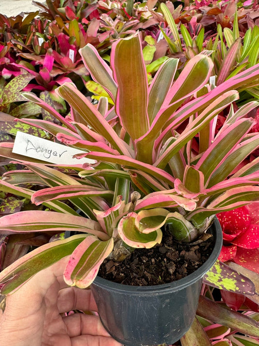 Bromeliad Plant Neoregelia Donger, Colorful Pink Foliage, Low Maintenance Houseplant, Easy Care Tropical Decor