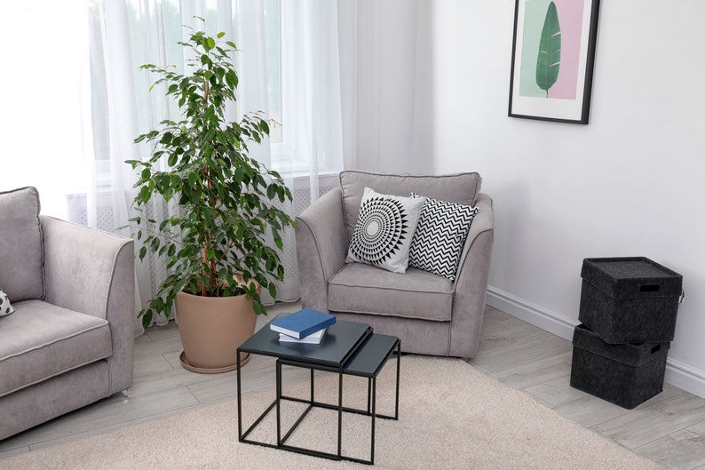 Ficus Benjamina Spire Weeping Fig Plant - Indoor/Outdoor Air Purifier - Ficus Benjamina - Glossy Leaves, Easy Care