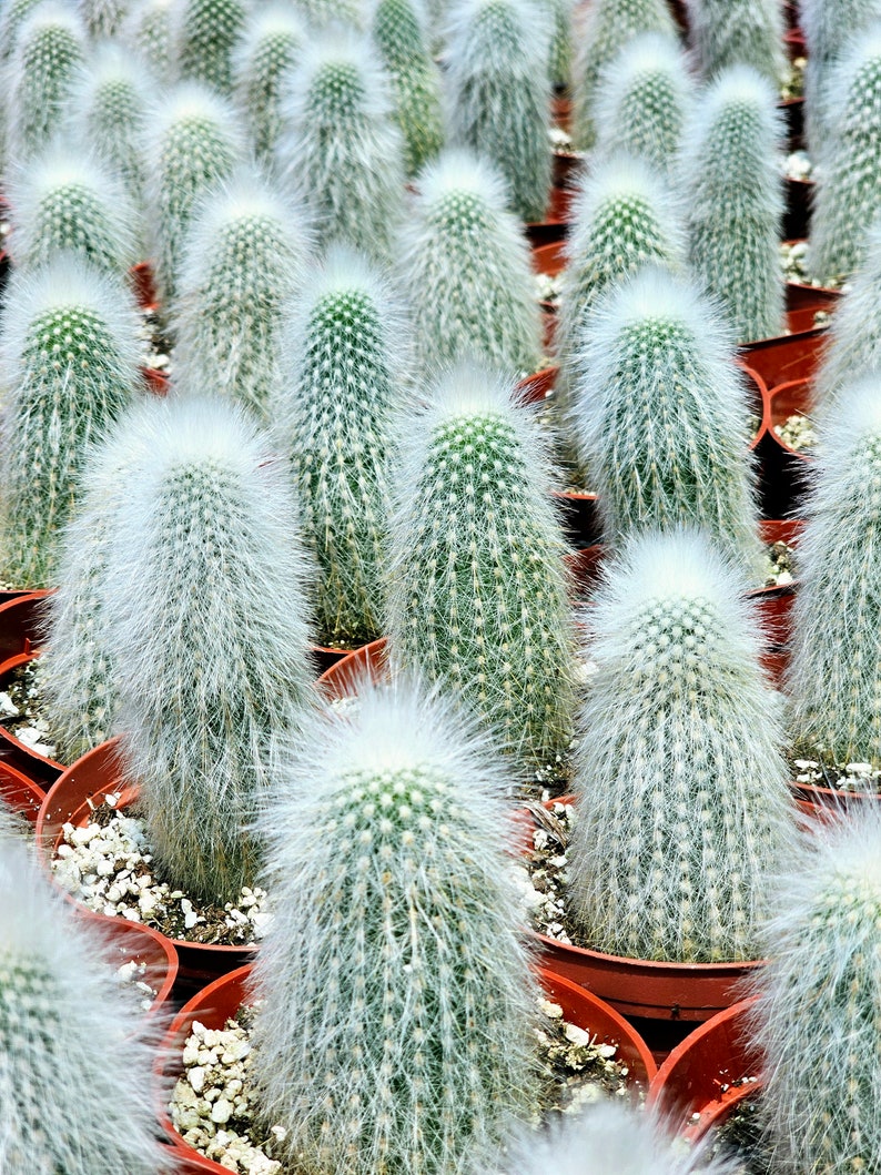 Live Cactus Plant - Fuzzy White Old Man Cactus - Espostoa Lanata - Unique Indoor Decor