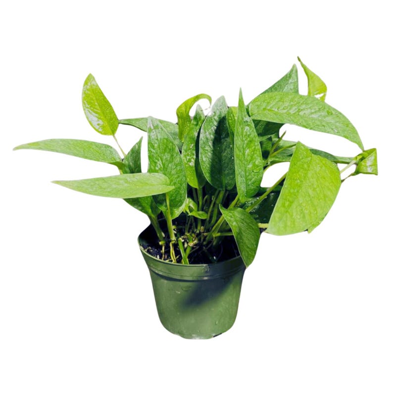 Cebu Blue Pothos Plant in 3" Pot | Rare Epipremnum Pinnatum | Indoor Gift Houseplant | Easy Care Live Plant