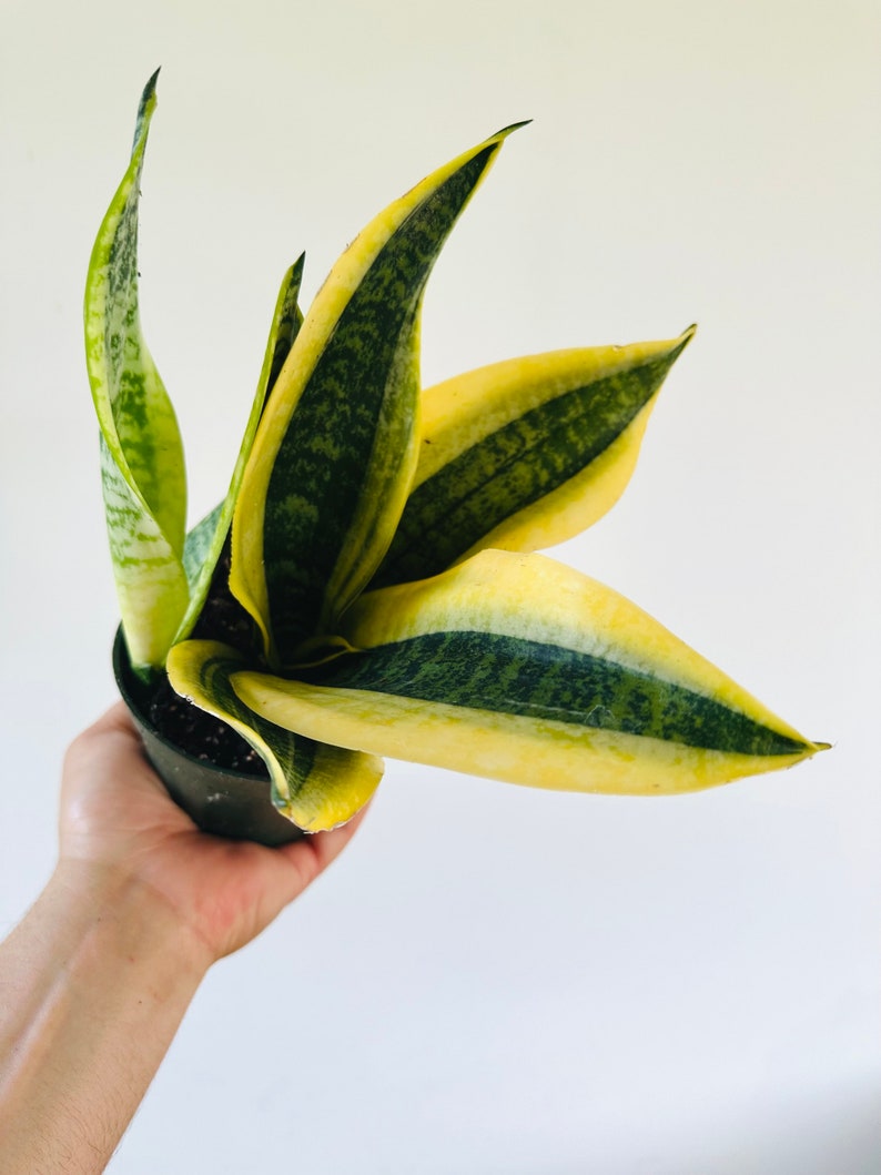 Sansevieria Gold Banner Plant - 4” Pot - Bright Gold & Green Foliage - Easy Care Houseplant - Snake Plant (Sansevieria trifasciata)