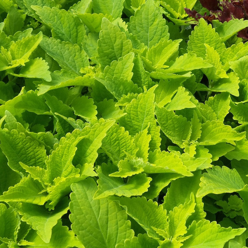 Coleus Starter Plant, 3-5” Lime Time Variety, Vibrant Ornamental Foliage, Solenostemon Scutellarioides, Indoor/Outdoor Gift