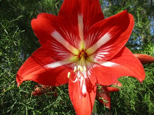 Amaryllis Bulb 24/26 cm Cocktail Rich Red & Cream Blooms Hippeastrum for Indoor Holiday Decor | Preorder Fall 2025