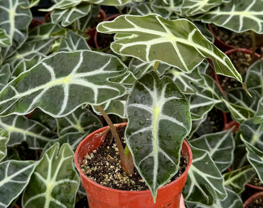 Alocasia Amazonica Plant | 4" Pot | African Mask Plant | Live Houseplant | Amazonian Elephant Ear | Tropical Foliage