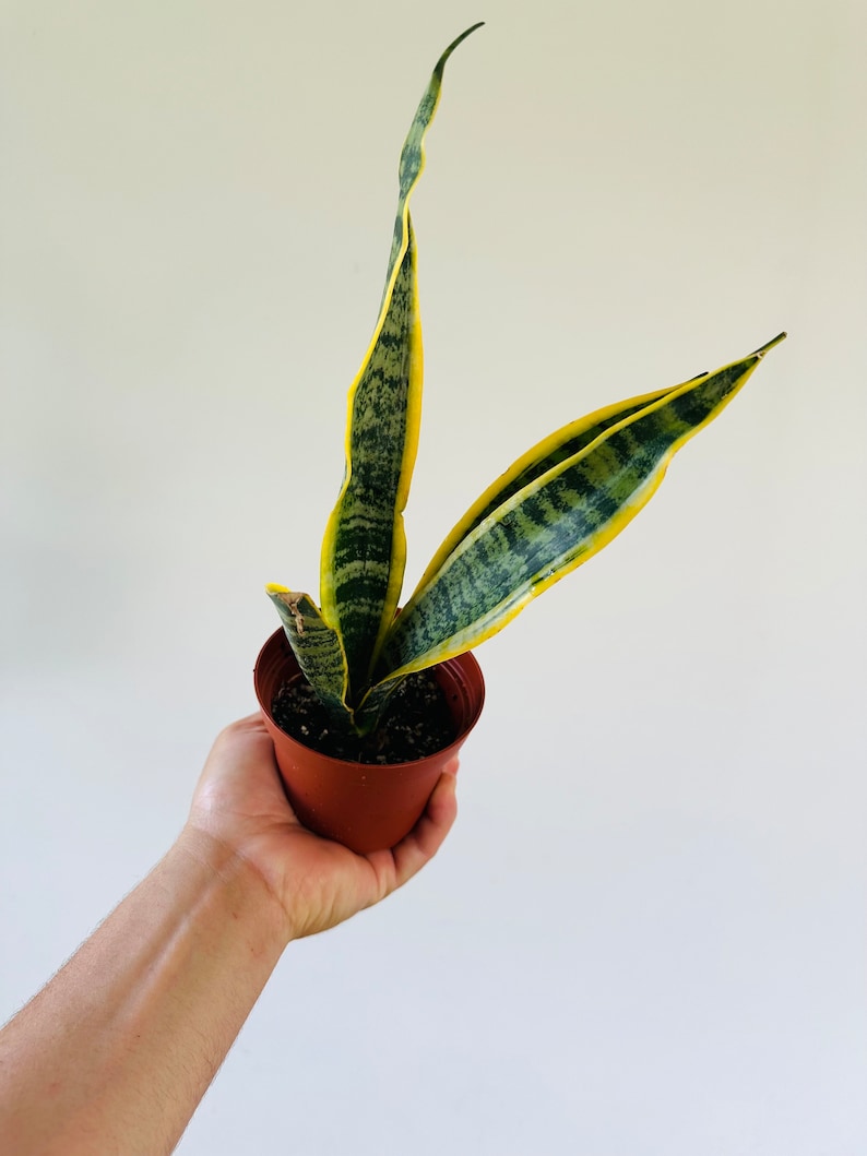 Sansevieria Laurentii Snake Plant - 4” Live Houseplant - Air Purifying Indoor Plant - Low Maintenance Houseplant