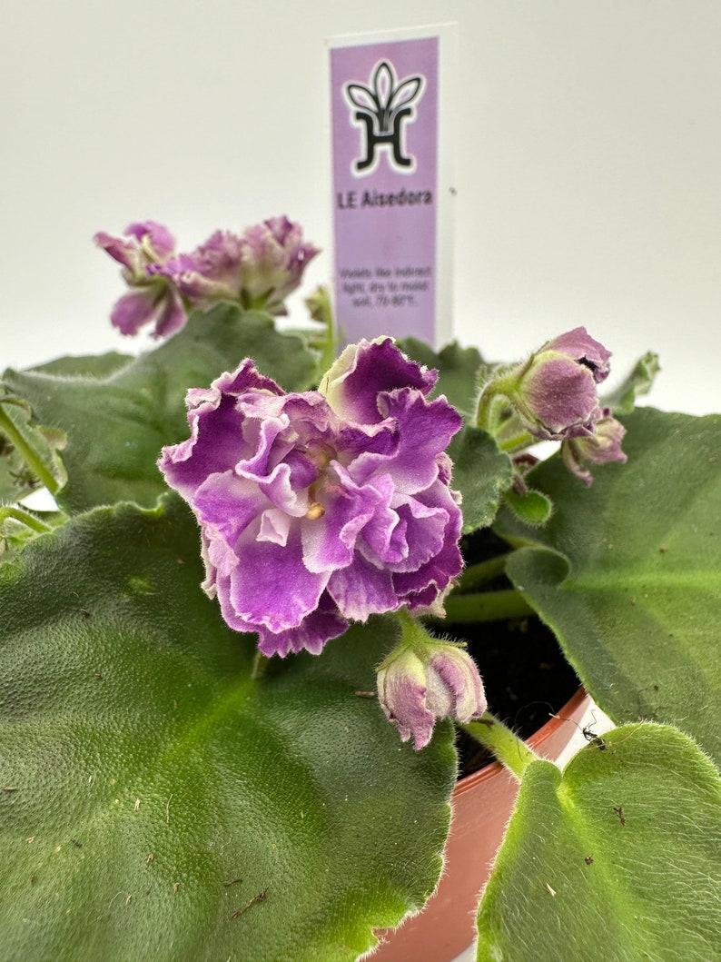 Live African Violet Plant 4" Blooming Variety - Saintpaulia ionantha - Indoor Houseplant