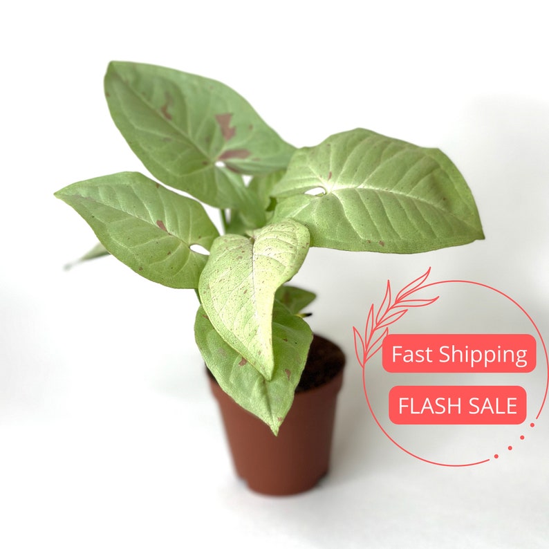 Syngonium Milk Confetti Starter Plant | Rare Arrowhead House Plant | Fully Rooted Aroid | Syngonium podophyllum