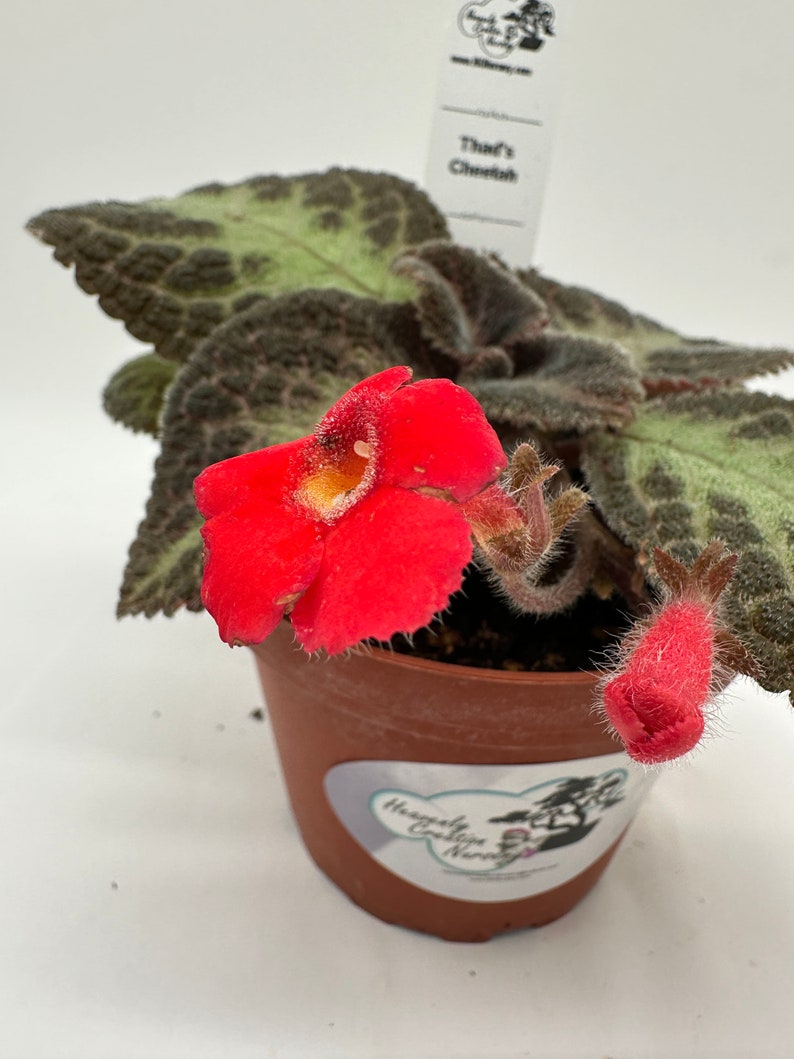 Episcia Plant 4" - Thad's Cheetah - Colorful Blooms - Live Houseplant for Indoor Gardens - Easy Care, Ideal for Beginners