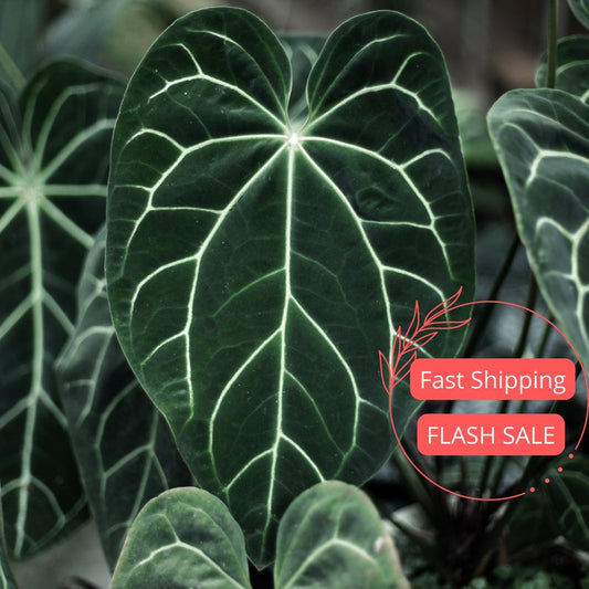 Anthurium Crystallinum Plant | Large Fully Rooted Starter Plant | Rare Houseplant | Easy Care Indoor Plant