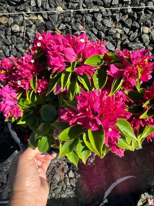 Bougainvillea Plant 1 Gallon Torch Glow or Raspberry Ice Bougainvillea glabra - Vibrant Bracts for Gardens