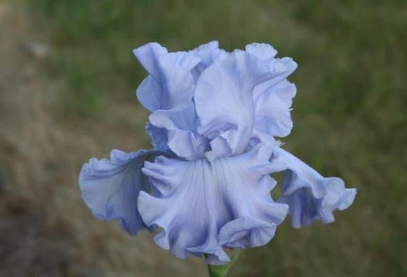 Bearded Iris Bulb - 'Abiqua Falls' Rhizome - Deep Purple, Blue & White Ruffled Petals - Preorder Fall 2025 - Iris germanica