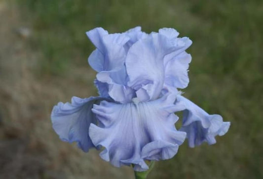 Bearded Iris Bulb - 'Abiqua Falls' Rhizome - Deep Purple, Blue & White Ruffled Petals - Preorder Fall 2025 - Iris germanica