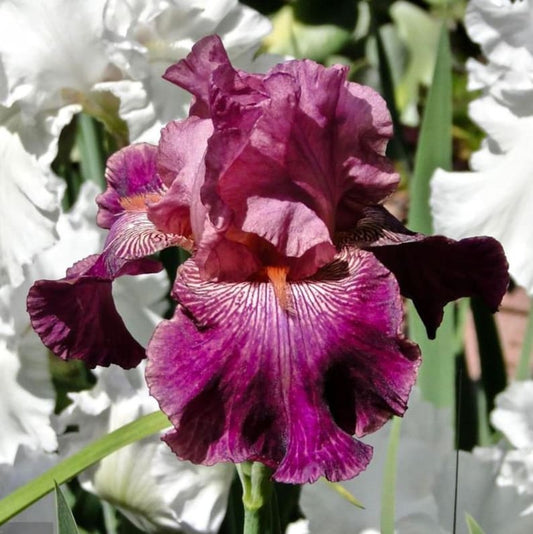 Autumn Rose Bearded Iris Bulb - Fragrant Re-blooming Iris - Bare Root - Iris germanica - Preorder Fall 2025 Shipping