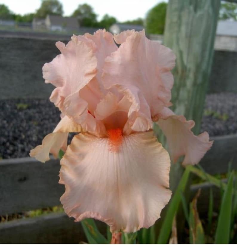 Fragrant Peggy Sue Bearded Iris Rhizome - Pink Blooms - Reblooming - Iris germanica - Fall Preorder Ships Mid-Late September 2025